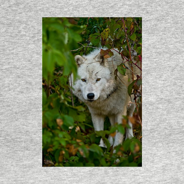 Arctic Wolf by jaydee1400